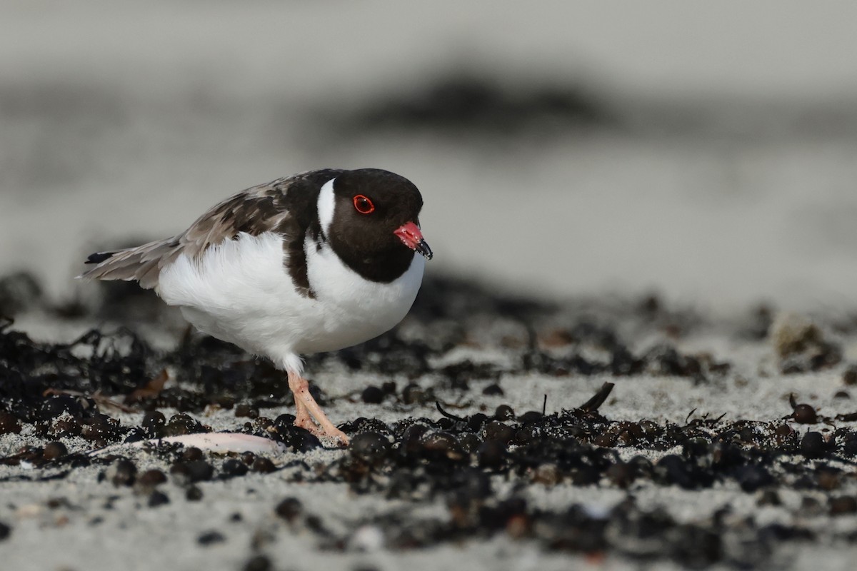 Hooded Plover - ML608829812