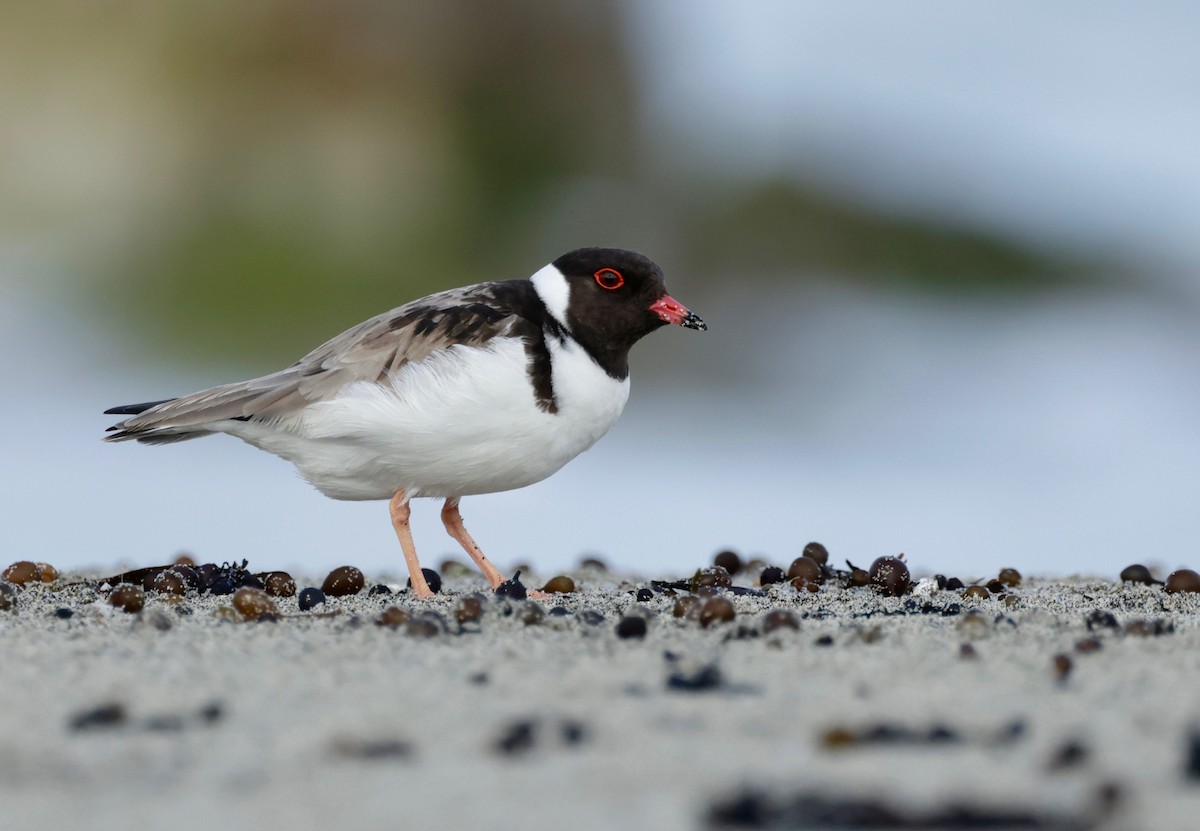 Hooded Plover - ML608829813