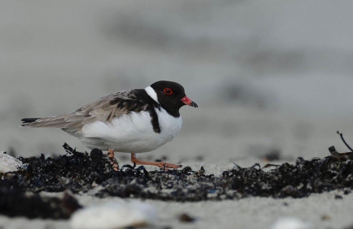 Hooded Plover - ML608829814