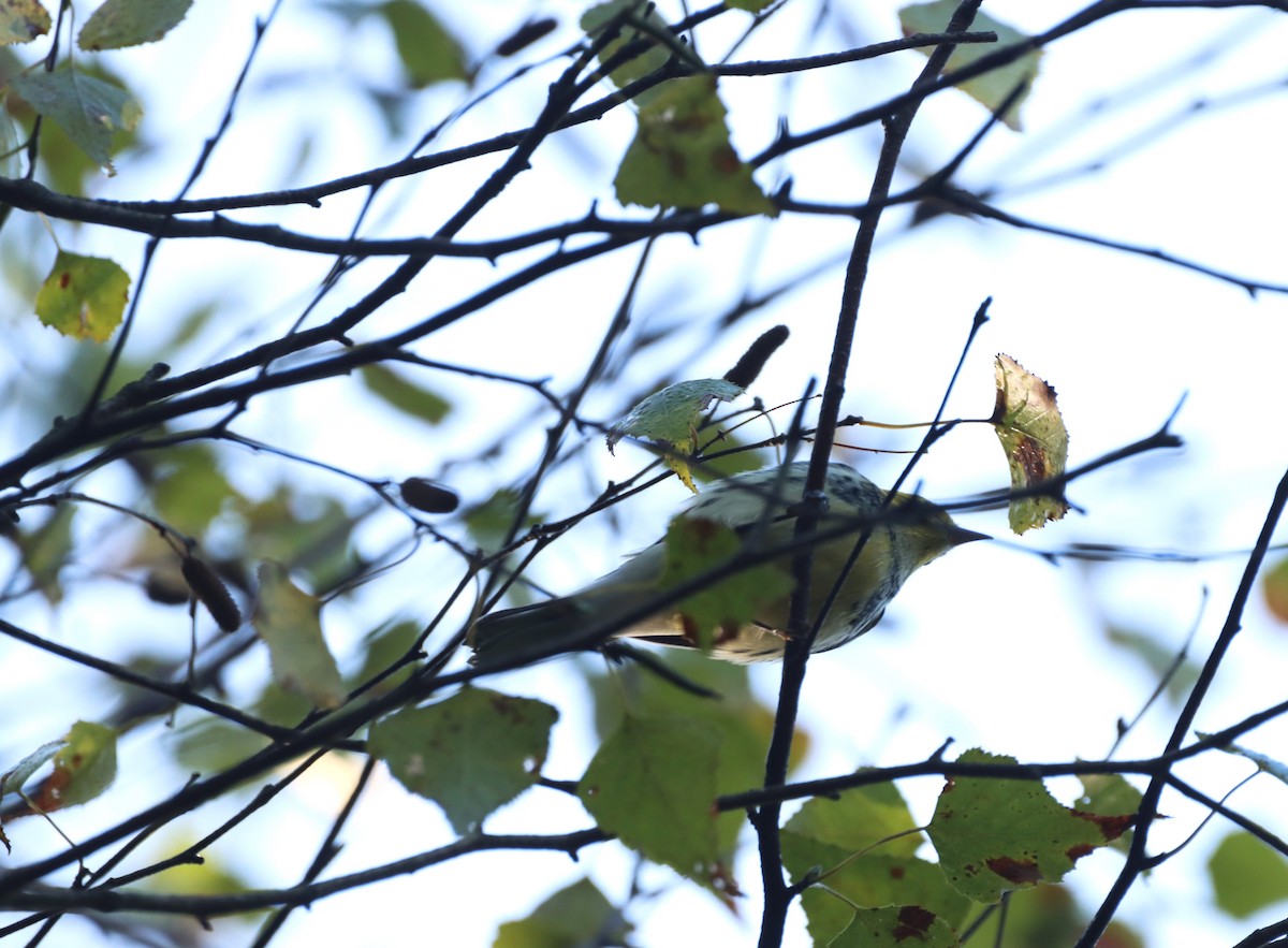 Black-throated Green Warbler - ML608829846