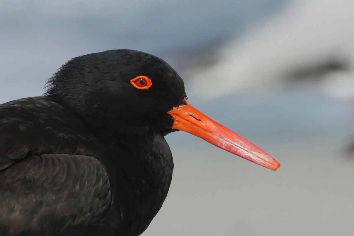 Sooty Oystercatcher - ML608829858