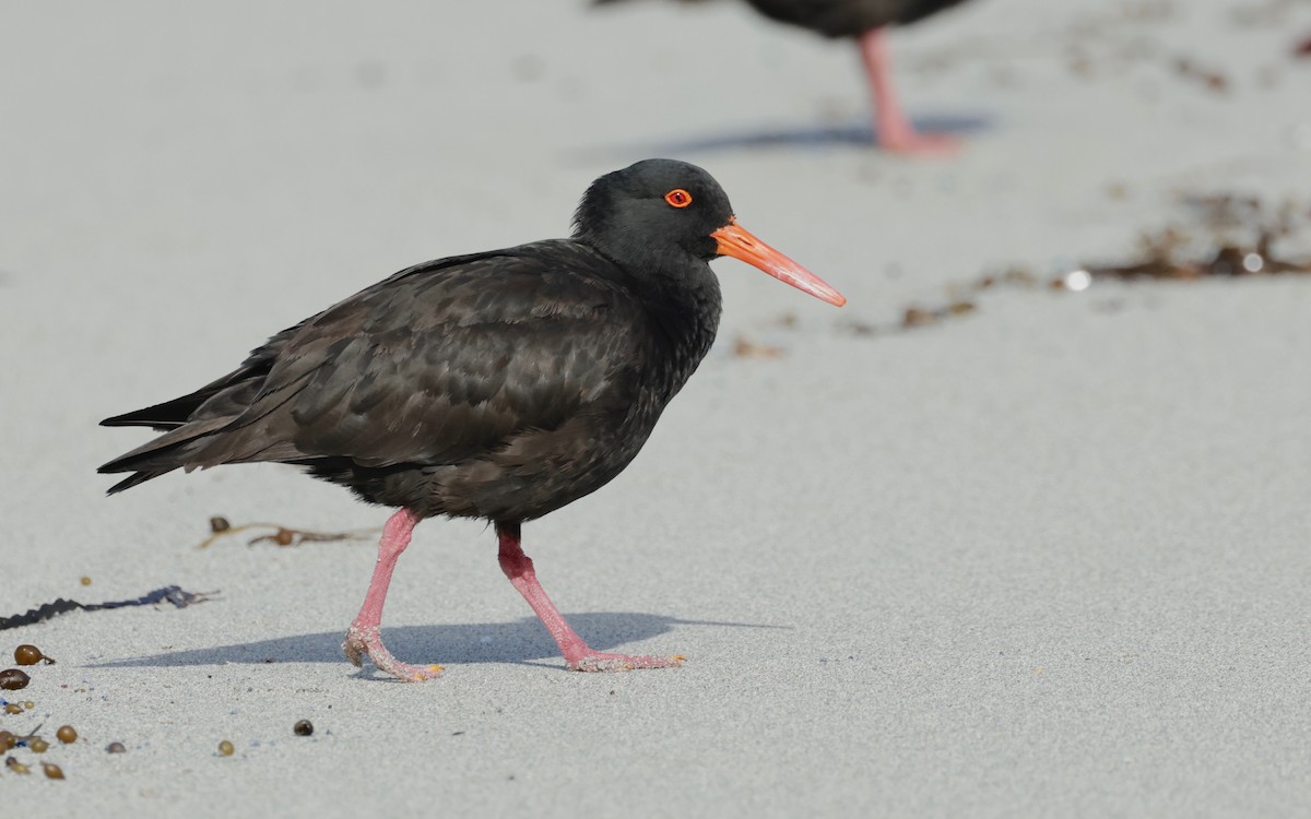 Sooty Oystercatcher - ML608829860