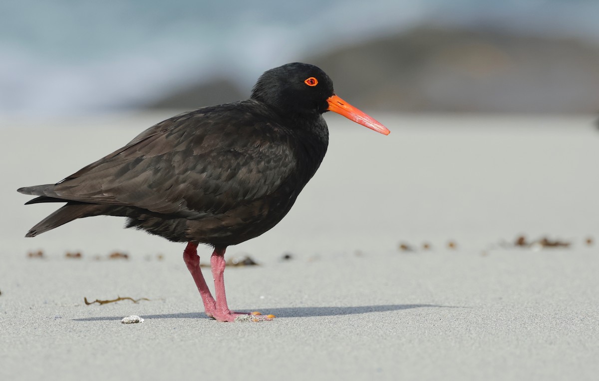 Sooty Oystercatcher - ML608829863