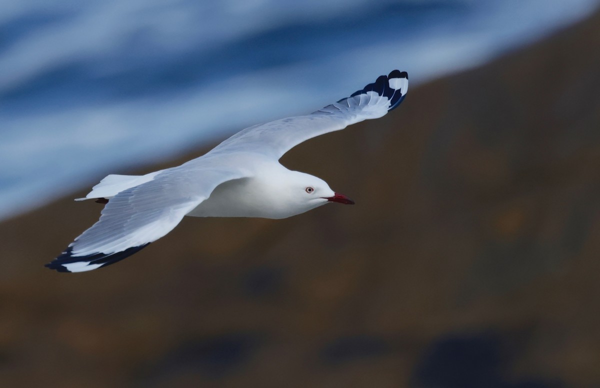 Silver Gull - ML608829885