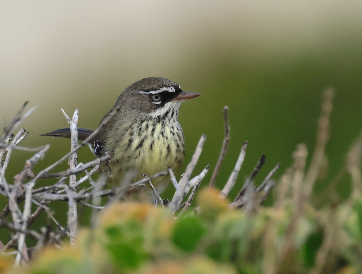 Spotted Scrubwren - ML608829896