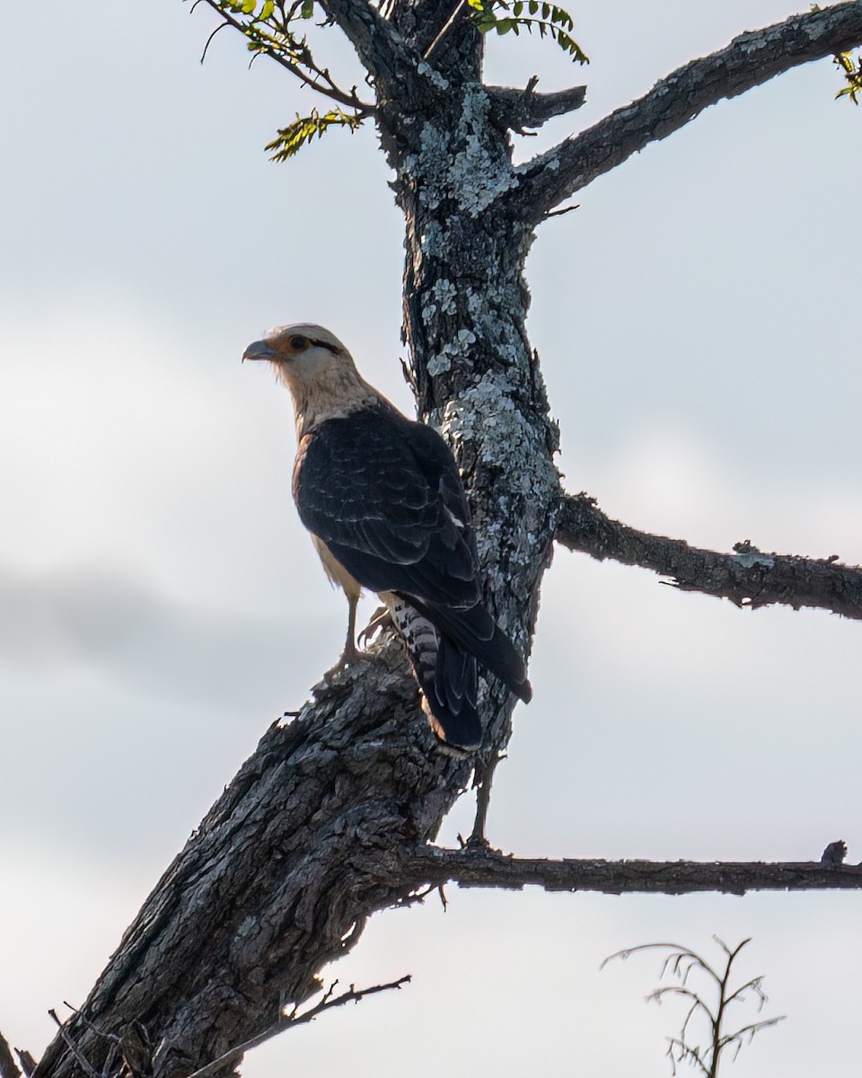 Yellow-headed Caracara - ML608829932