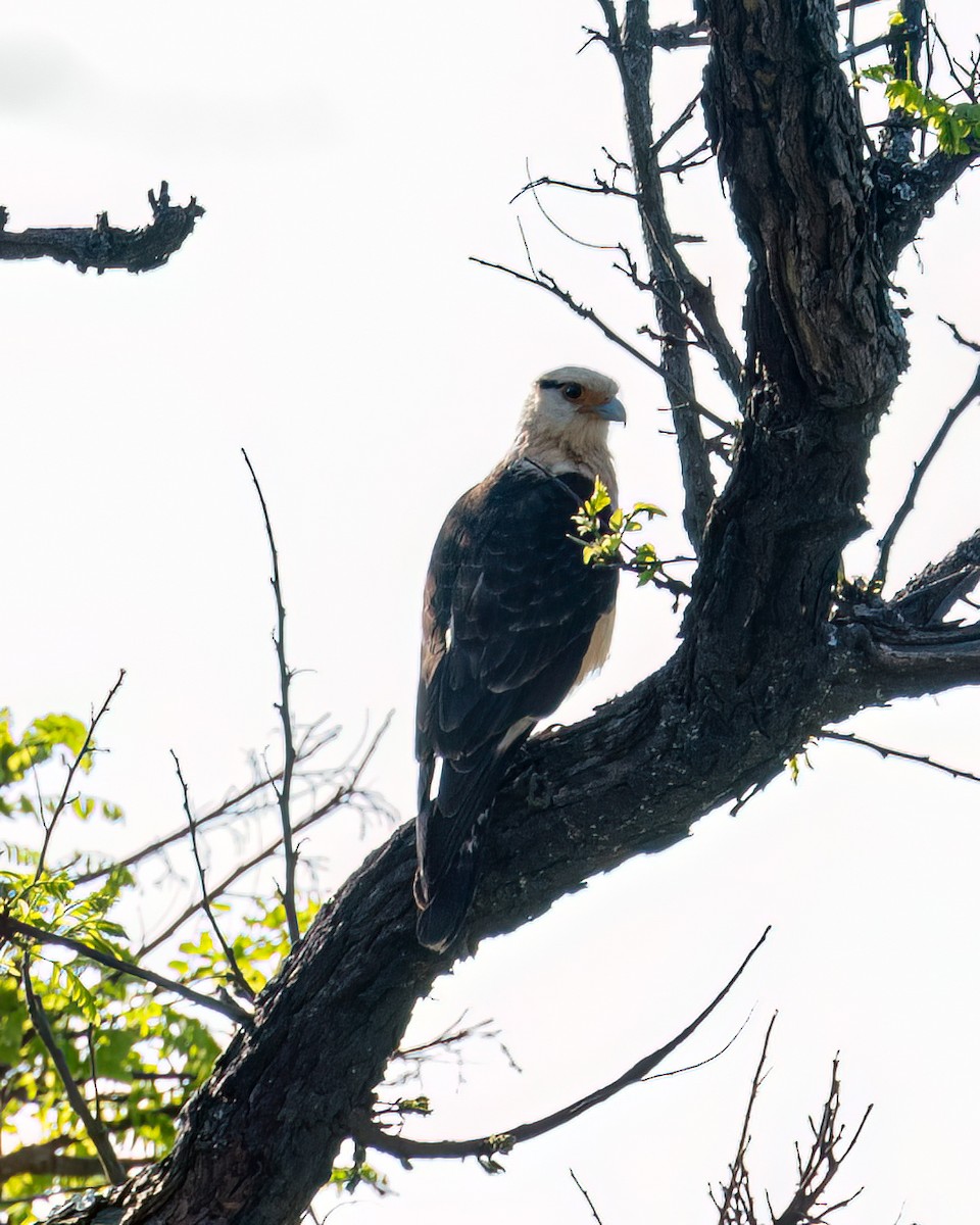 Yellow-headed Caracara - ML608829944