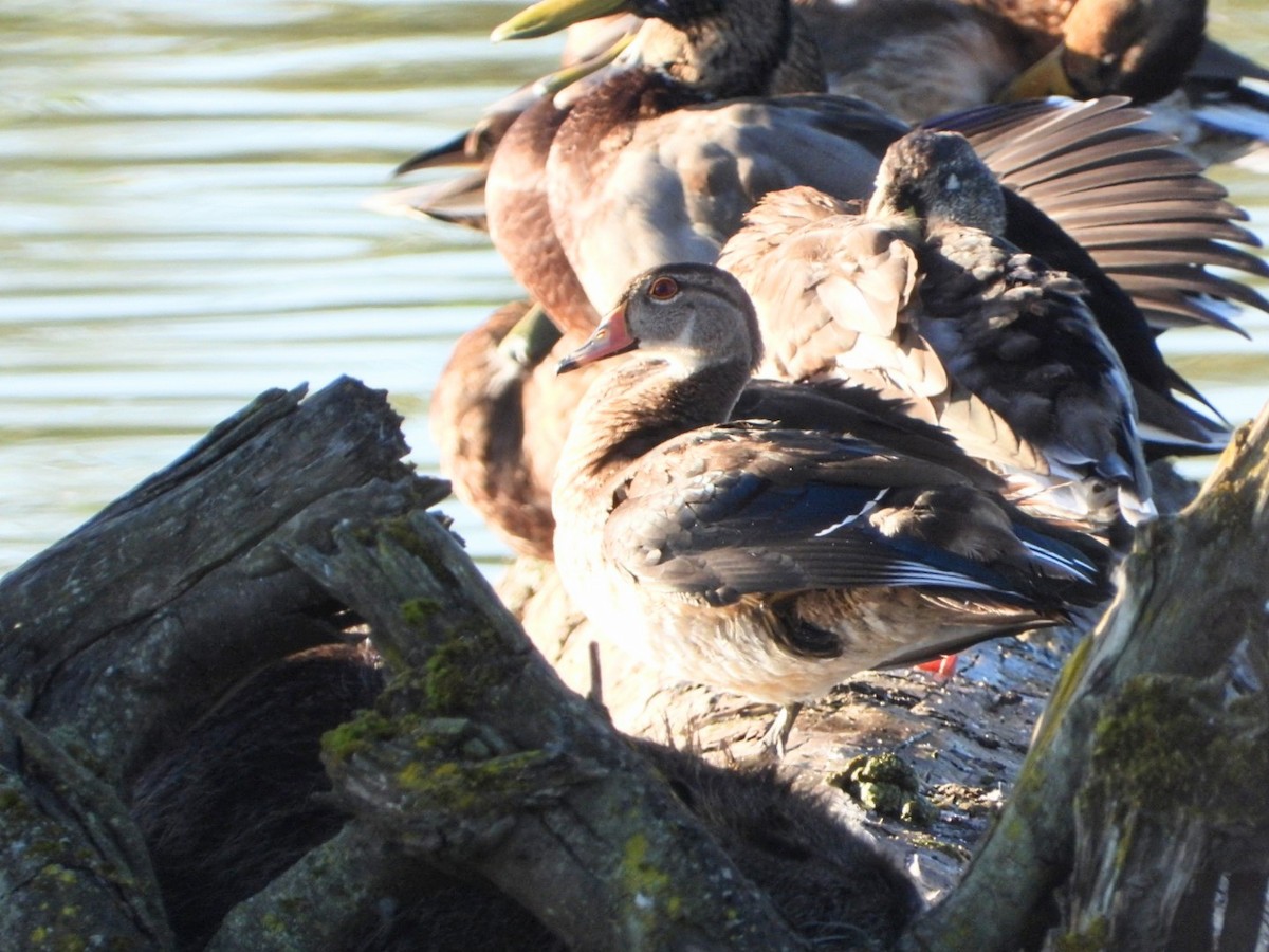 Wood Duck - ML608830055