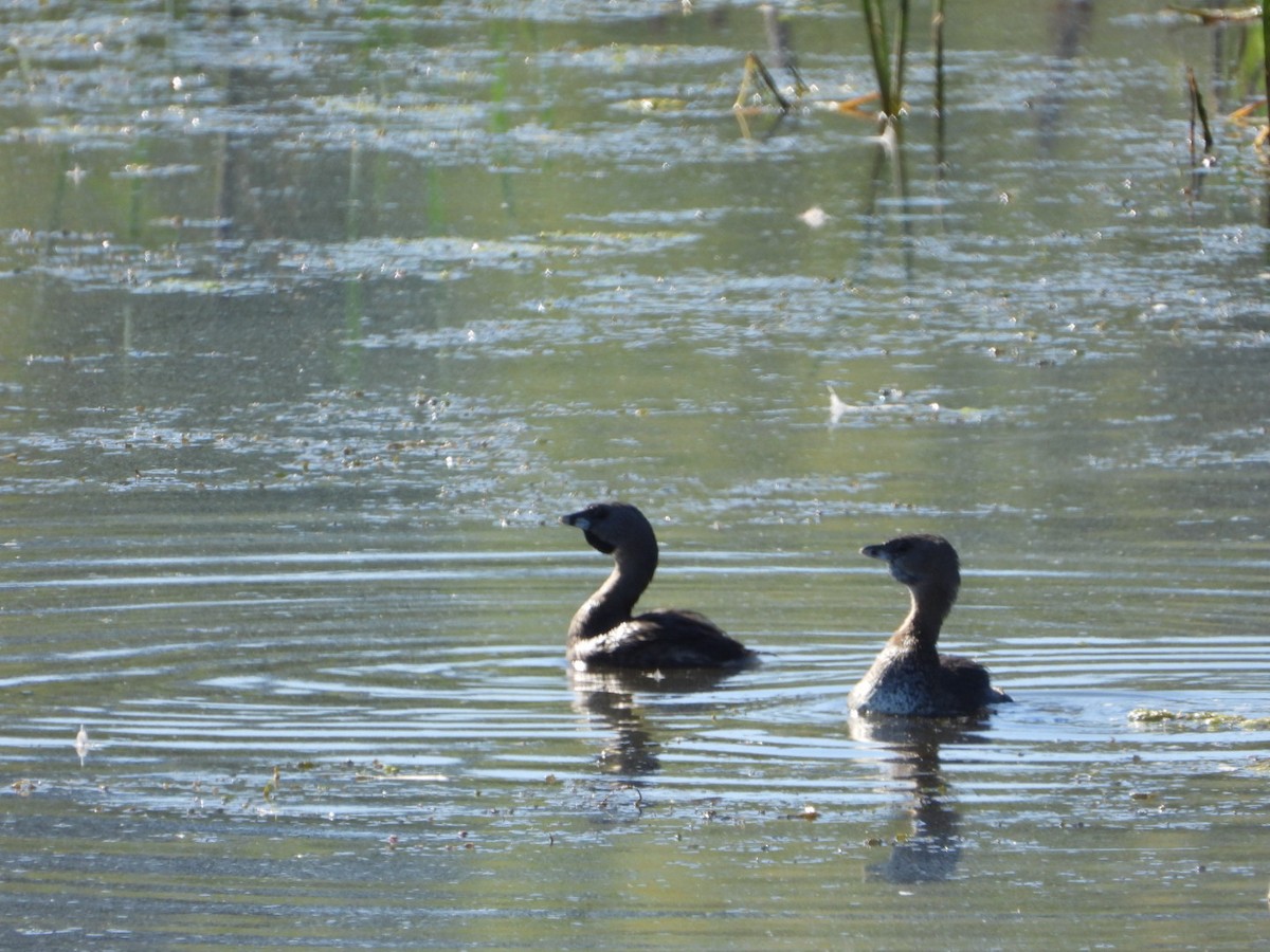 Pied-billed Grebe - ML608830102