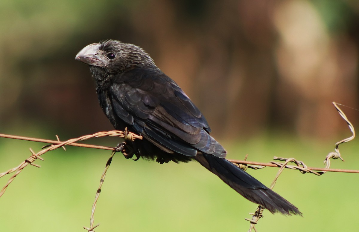 Smooth-billed Ani - Suzana Arakaki