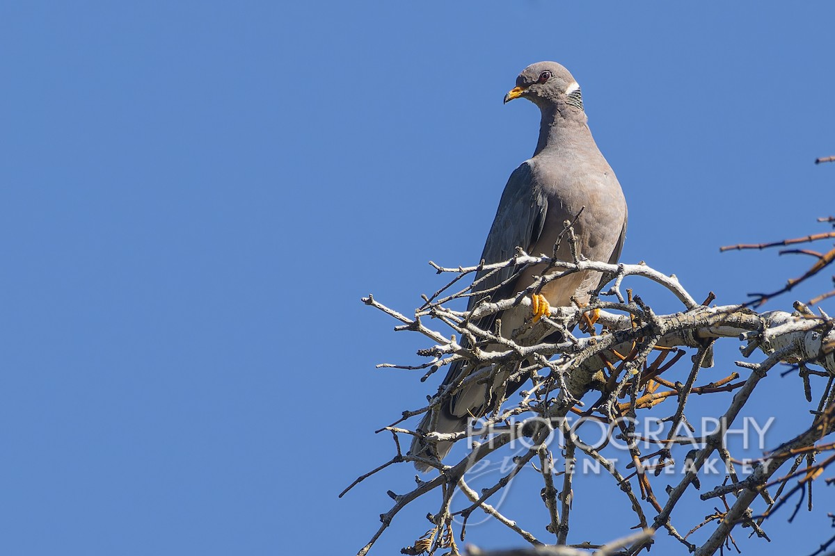 Band-tailed Pigeon - ML608830221