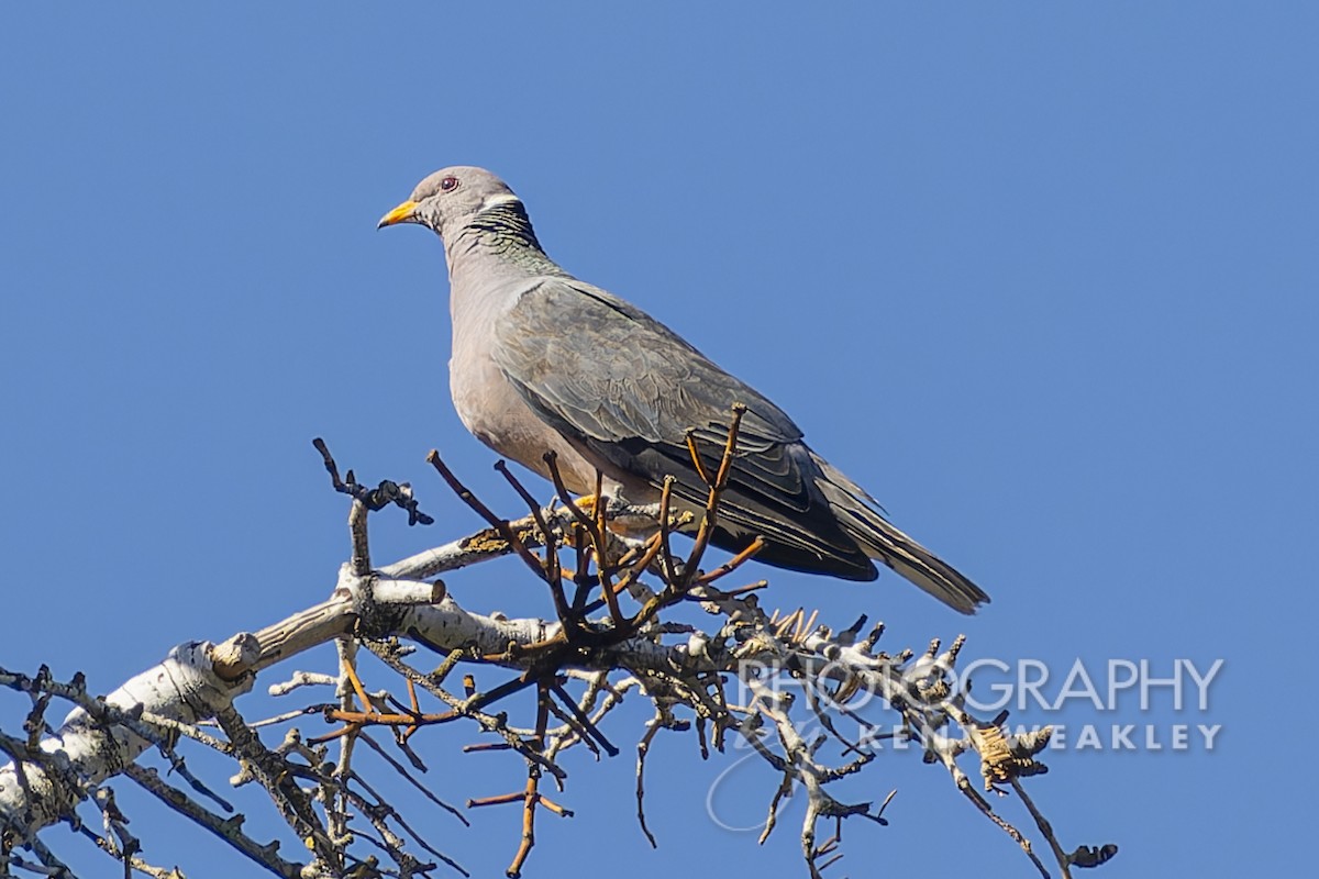 Band-tailed Pigeon - Kent Weakley