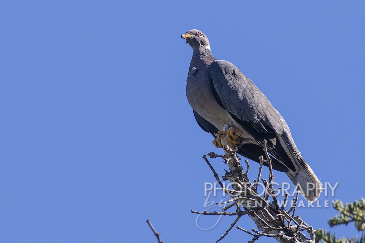 Band-tailed Pigeon - ML608830223