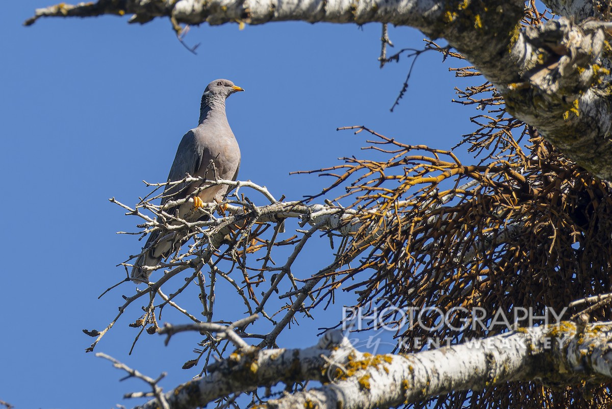 Band-tailed Pigeon - ML608830224