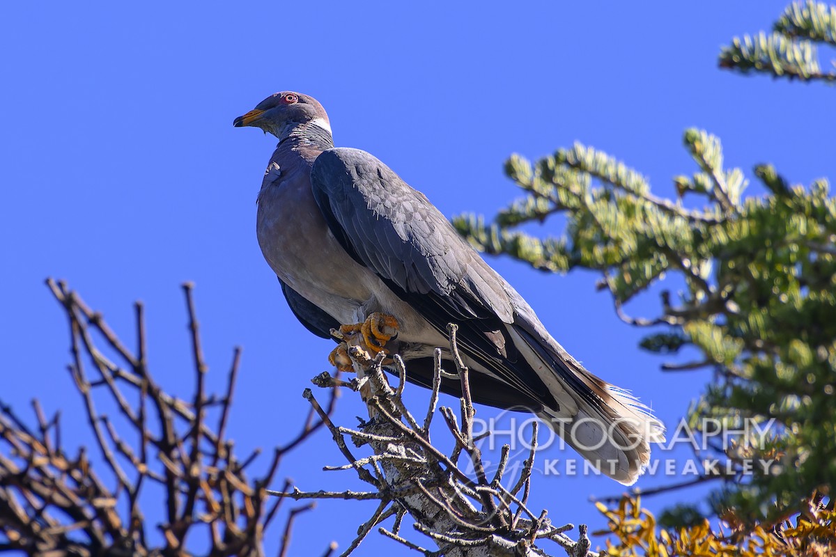 Band-tailed Pigeon - ML608830225