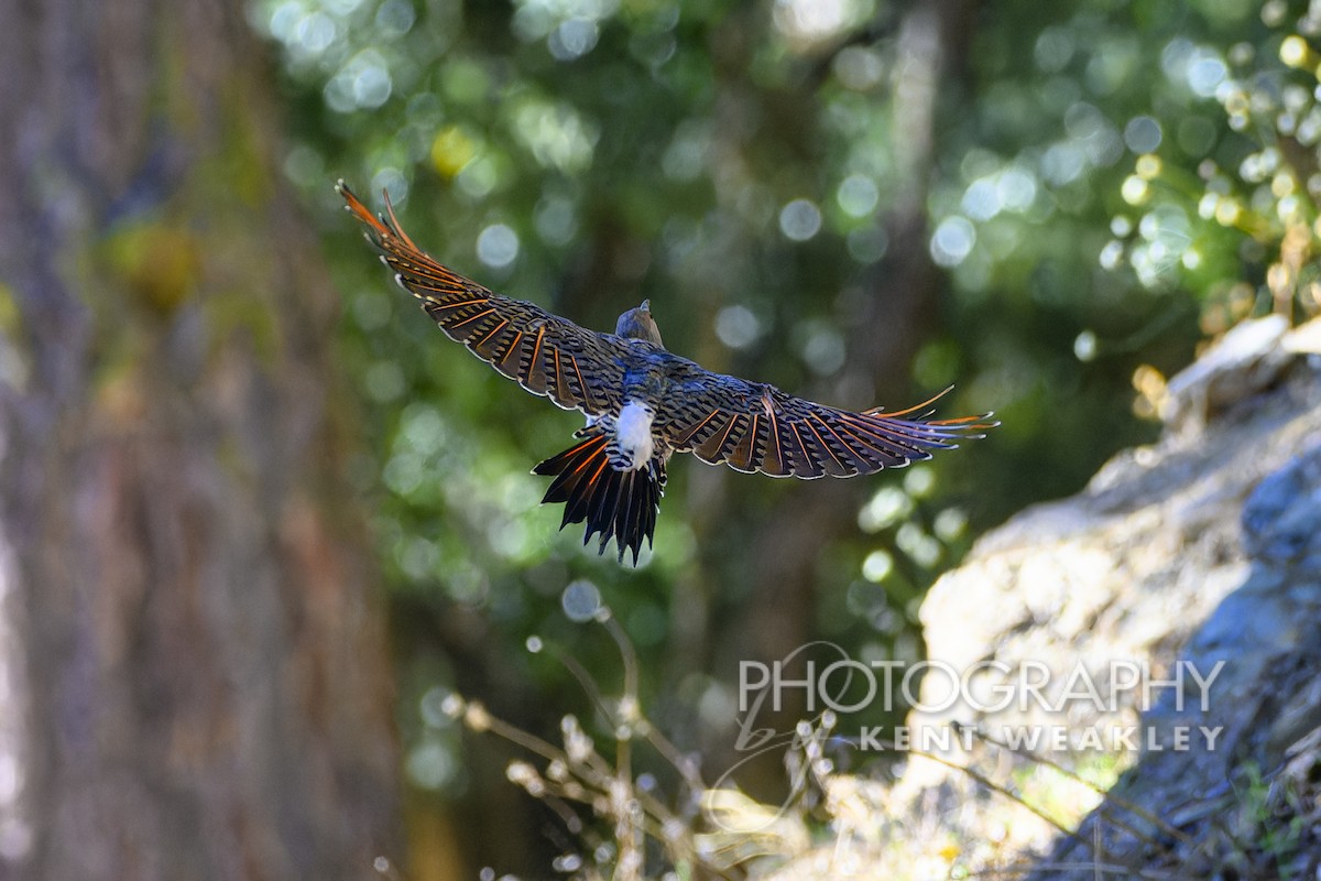 Northern Flicker (Red-shafted) - Kent Weakley