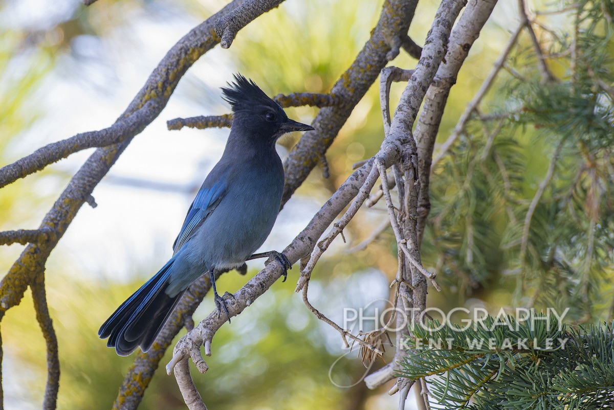 Steller's Jay - ML608830257