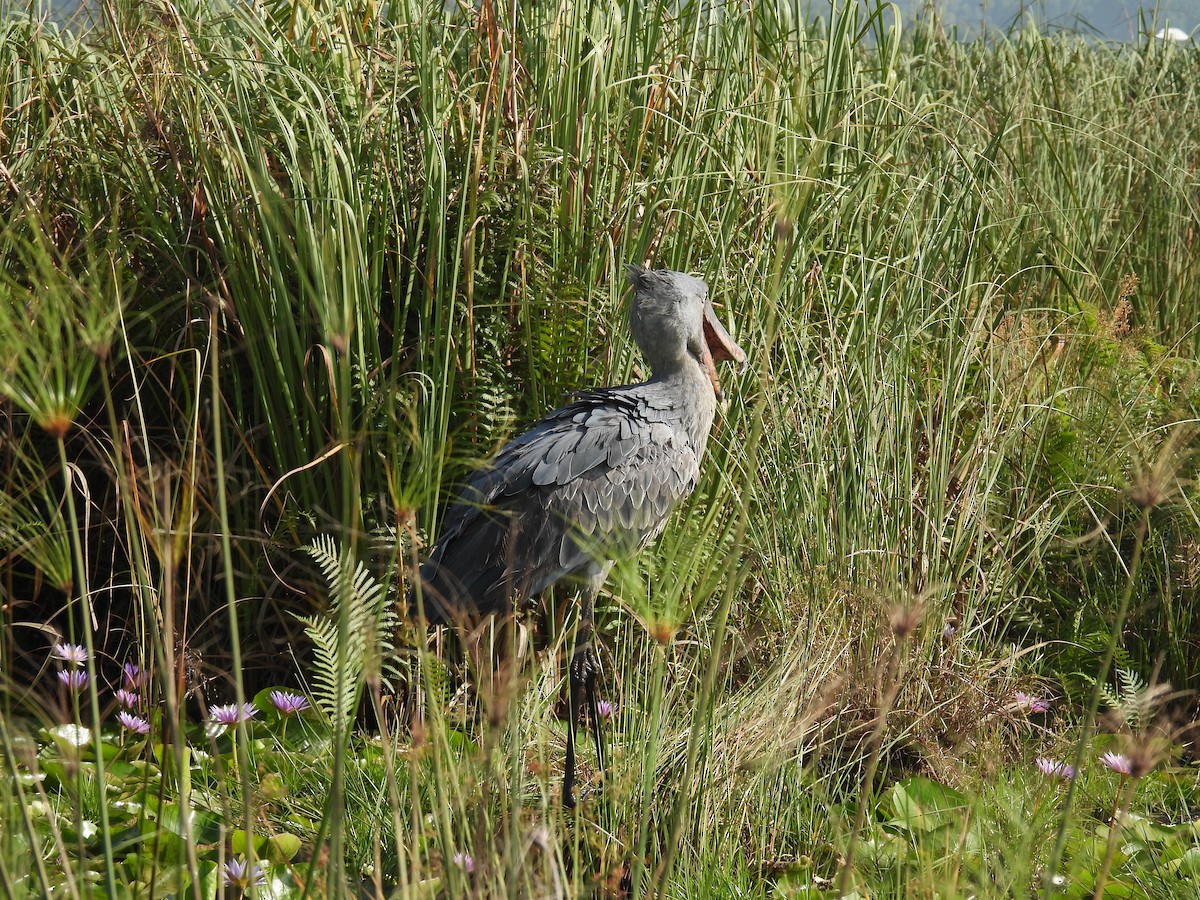 Shoebill - ML608830285