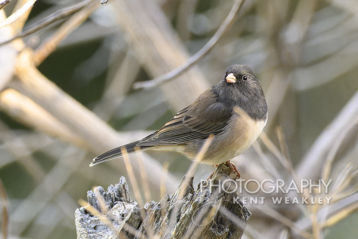 Dark-eyed Junco - Kent Weakley