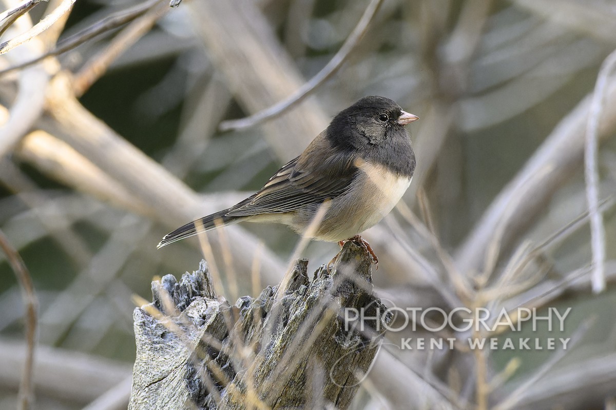 Dark-eyed Junco - Kent Weakley