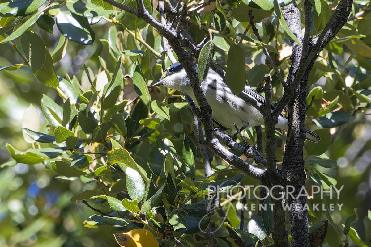 Black-throated Gray Warbler - Kent Weakley