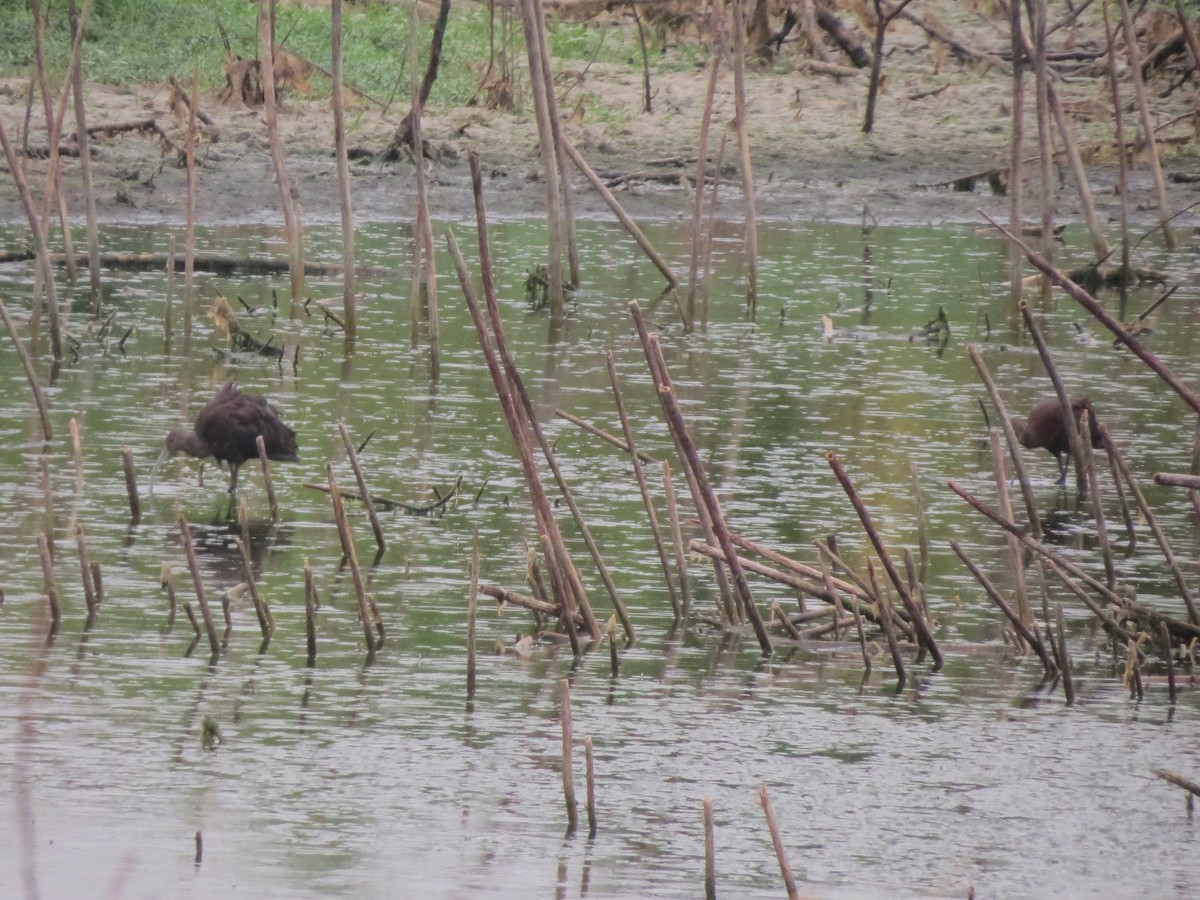 White-faced Ibis - ML608830340