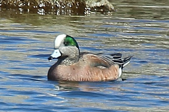 American Wigeon - ML608830406