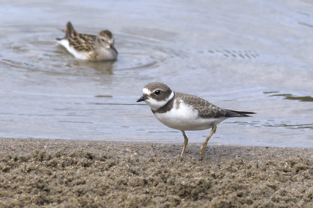 Semipalmated Plover - ML608830521