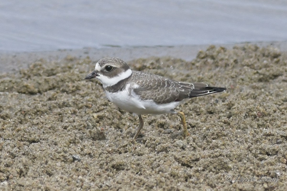 Semipalmated Plover - ML608830529