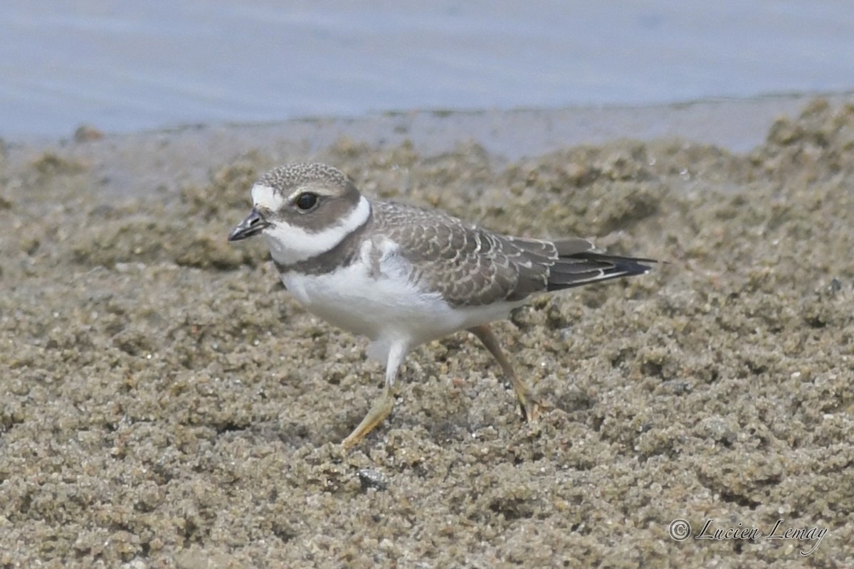 Semipalmated Plover - ML608830531