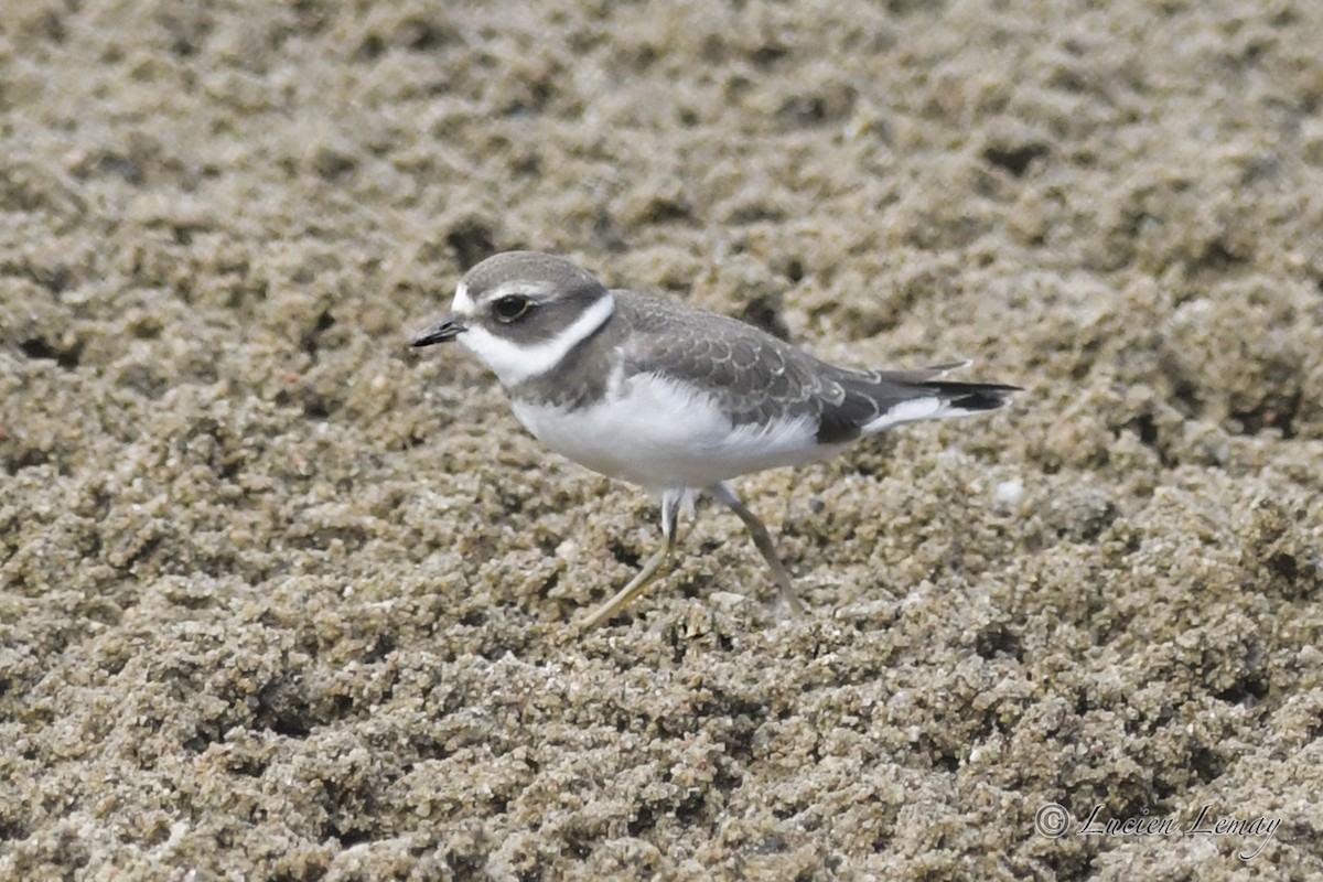 Semipalmated Plover - ML608830534