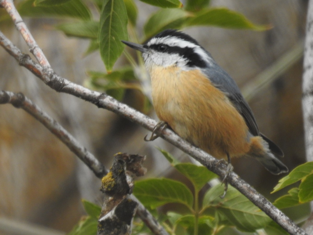 Red-breasted Nuthatch - ML608830535