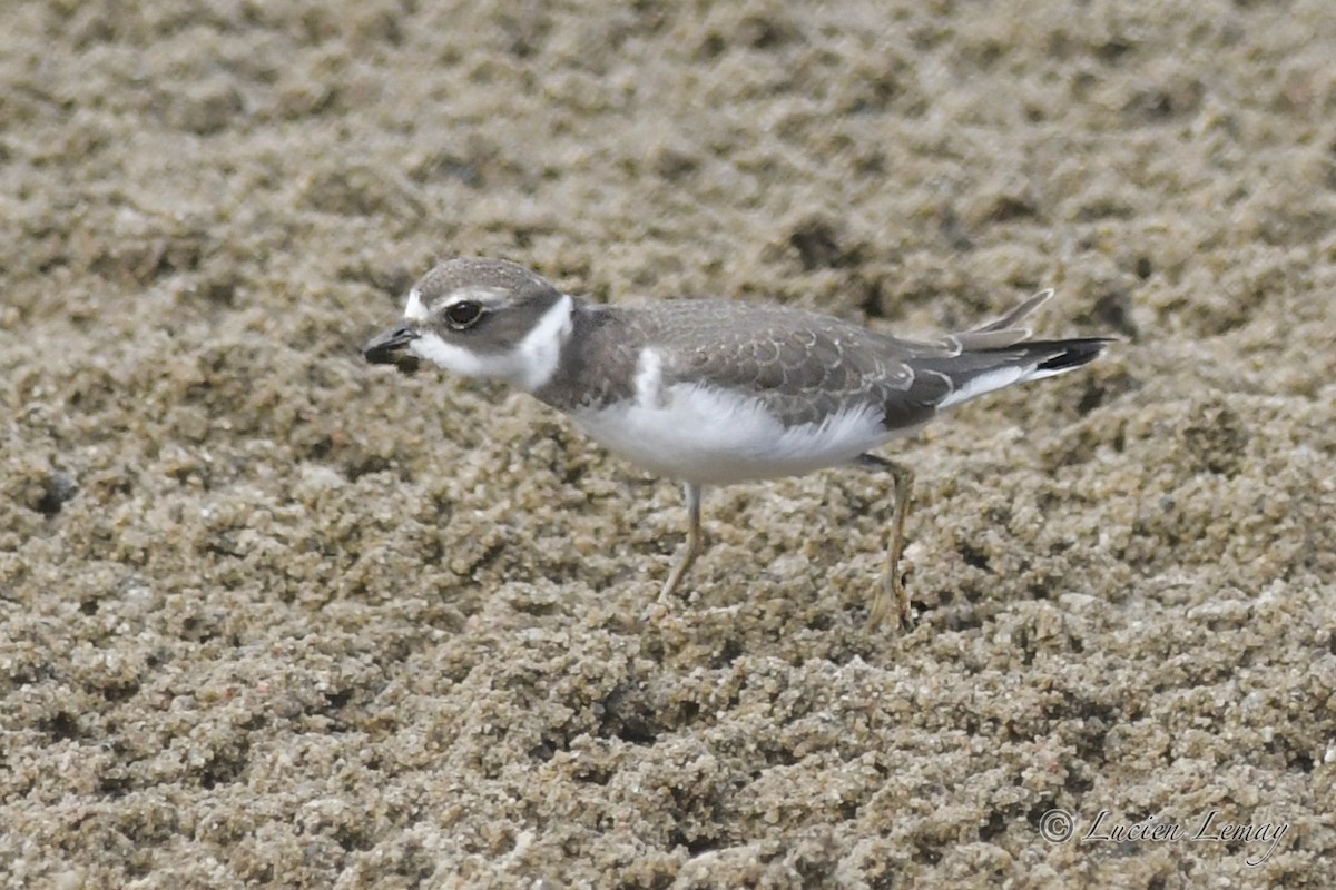 Semipalmated Plover - ML608830540
