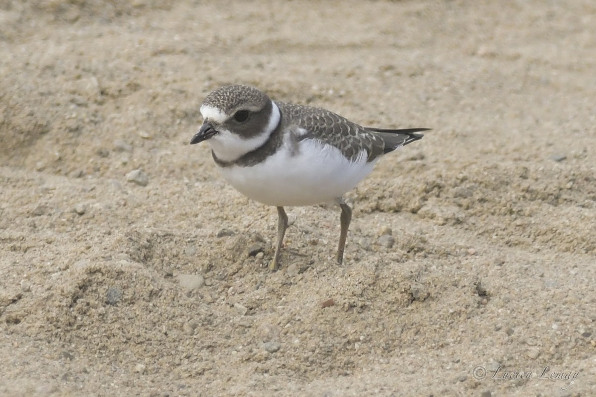 Semipalmated Plover - ML608830547
