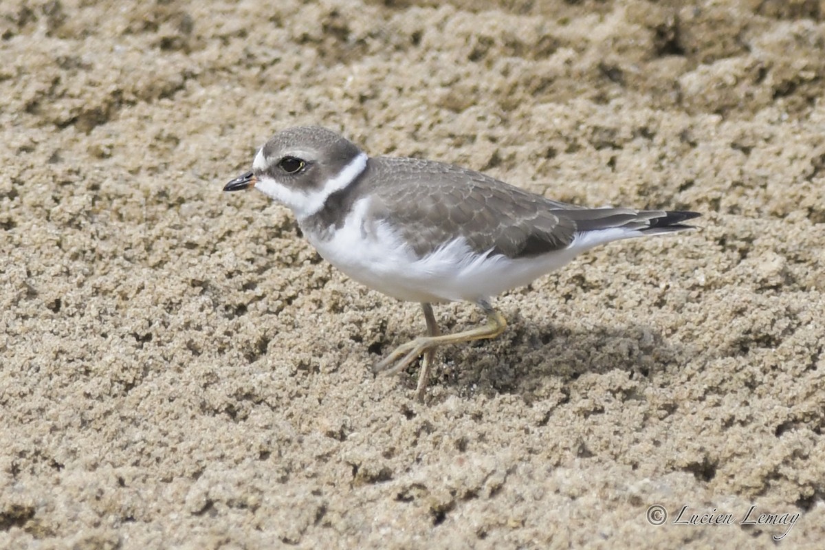 Semipalmated Plover - ML608830554