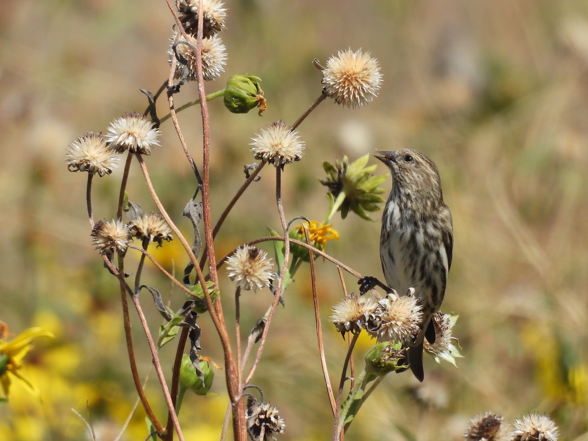Pine Siskin - ML608830559