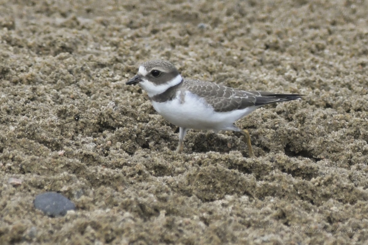 Semipalmated Plover - ML608830560