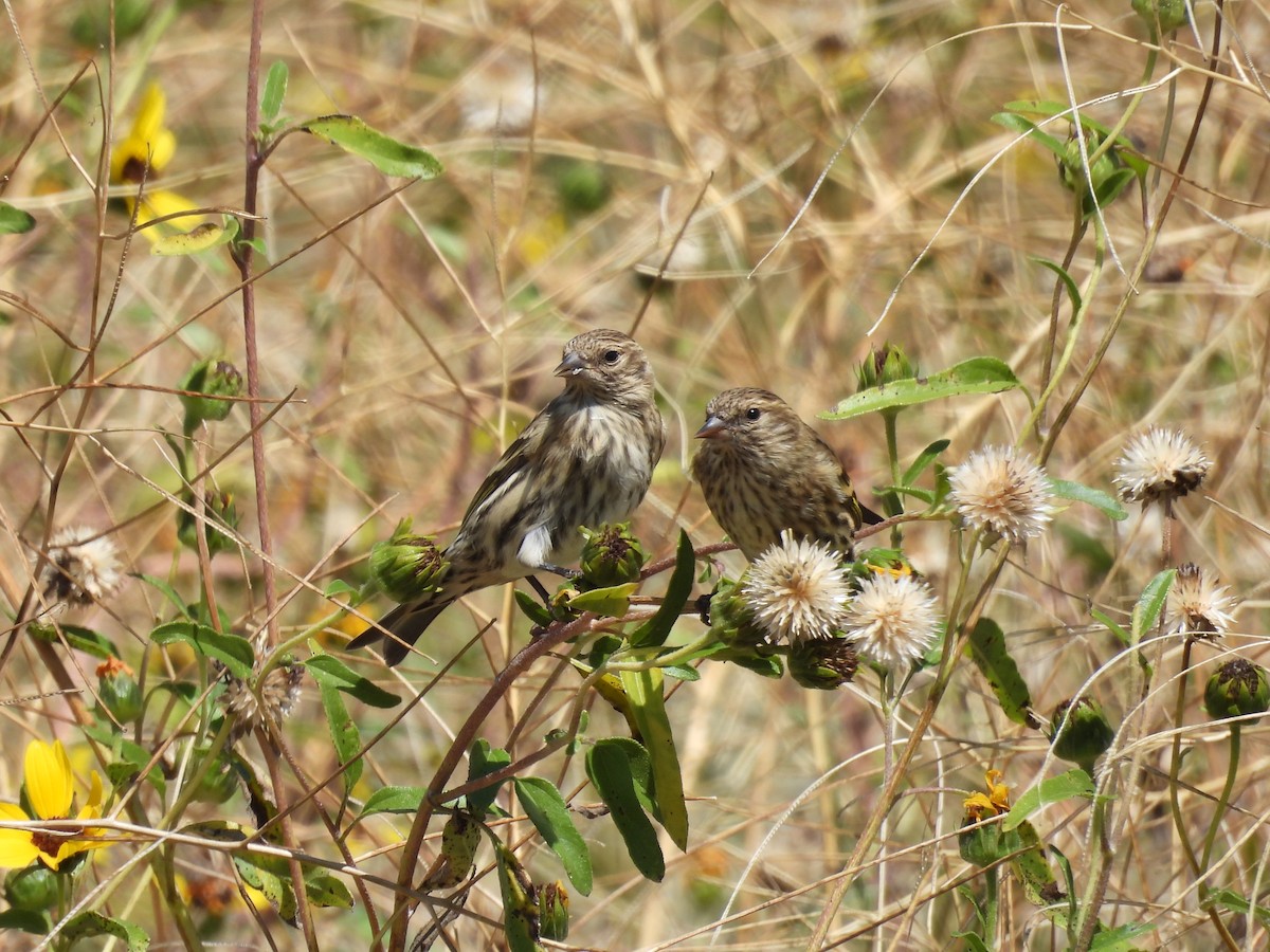 Pine Siskin - ML608830566
