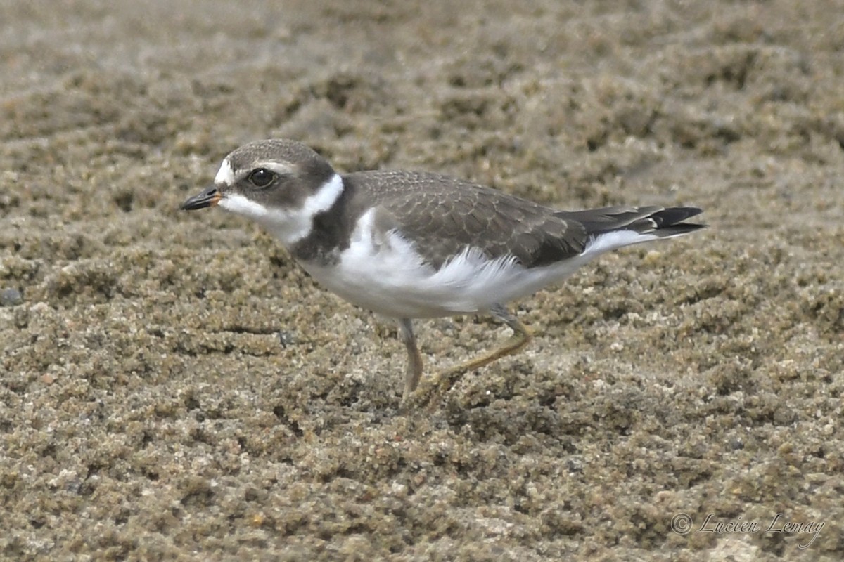 Semipalmated Plover - ML608830567