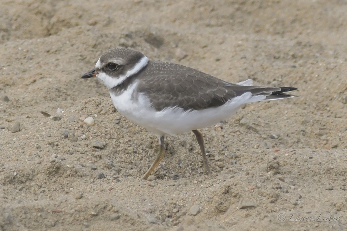 Semipalmated Plover - ML608830570