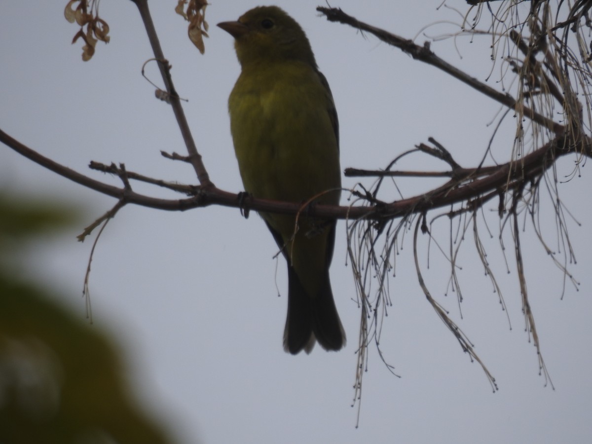 Western Tanager - ML608830571