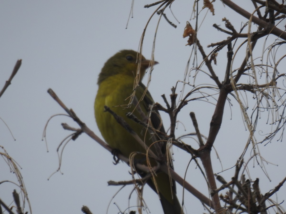 Western Tanager - ML608830572