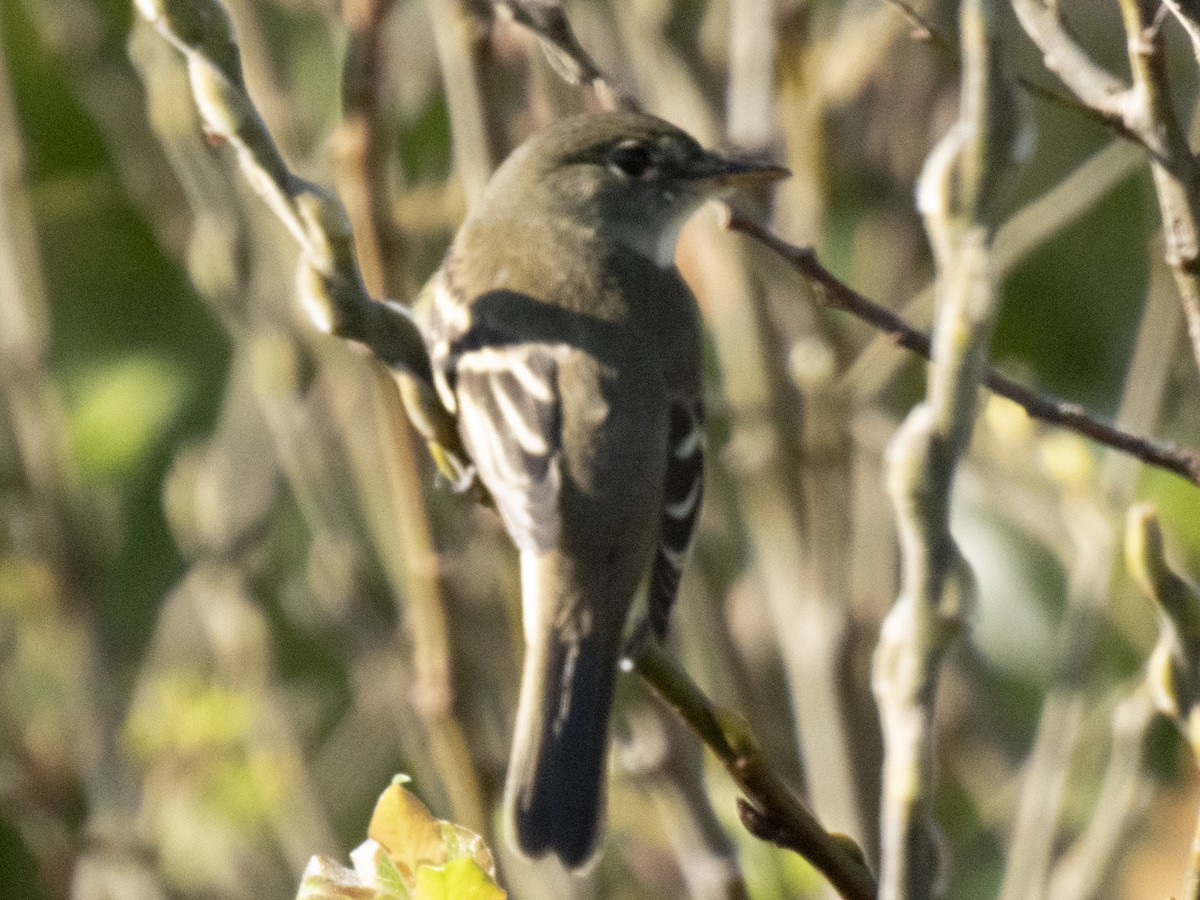 Empidonax sp. - ML608830580