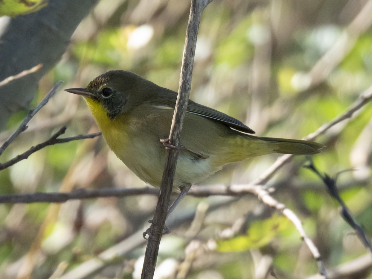 Common Yellowthroat - ML608830592