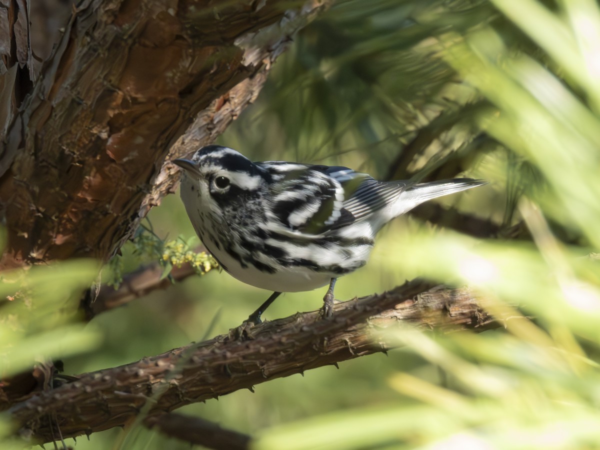 Black-and-white Warbler - ML608830594