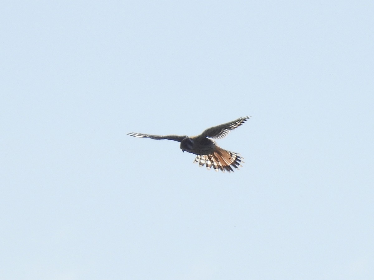 American Kestrel - ML608830611