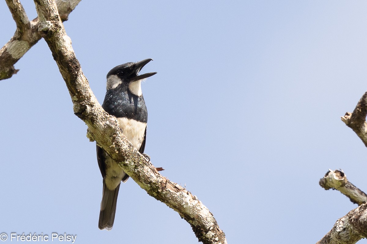 Black-breasted Puffbird - ML608830670