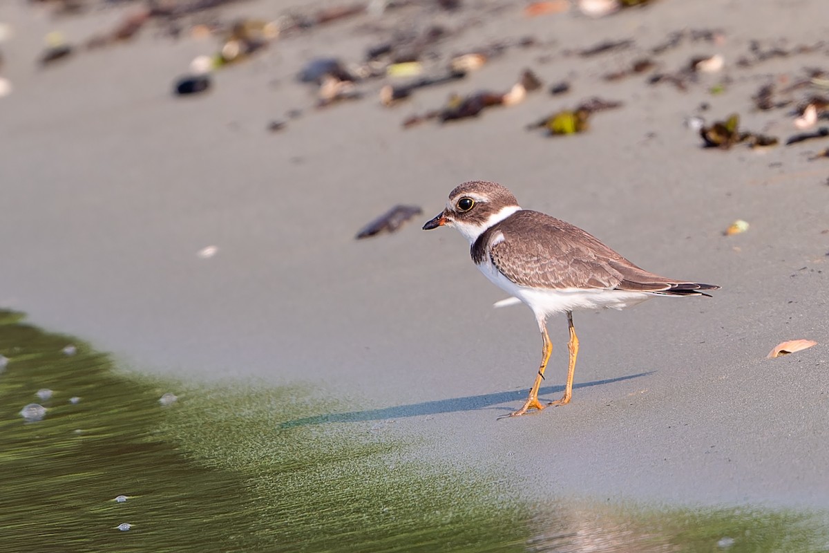 Semipalmated Plover - ML608830688