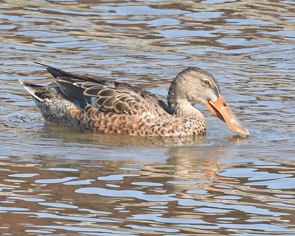 Northern Shoveler - ML608830816