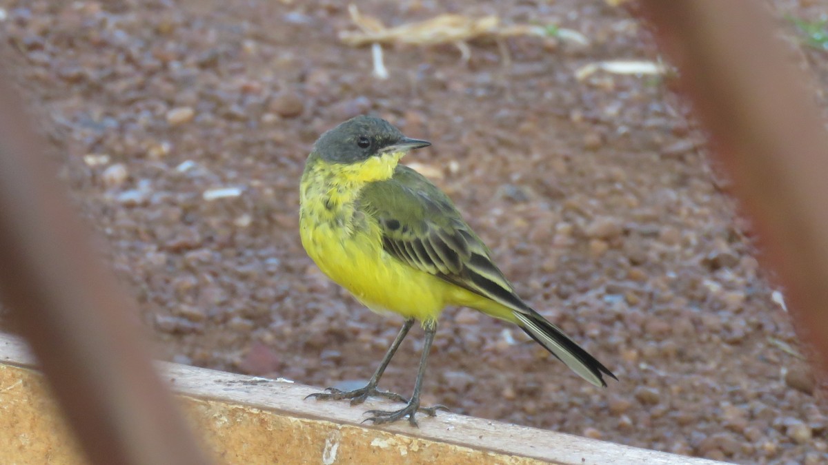 Western Yellow Wagtail (thunbergi) - ML608830836